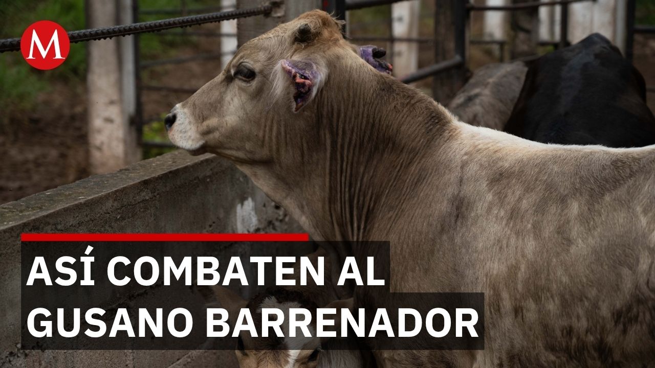 Barrefín, la innovación mexicana contra el gusano barrenador