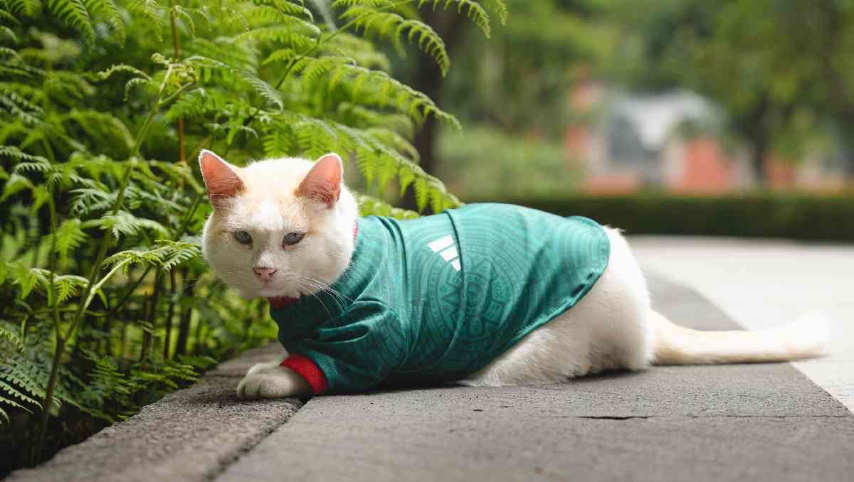 Coco expresa su apoyo a la Selección Mexicana con playera. | Foto: Especial