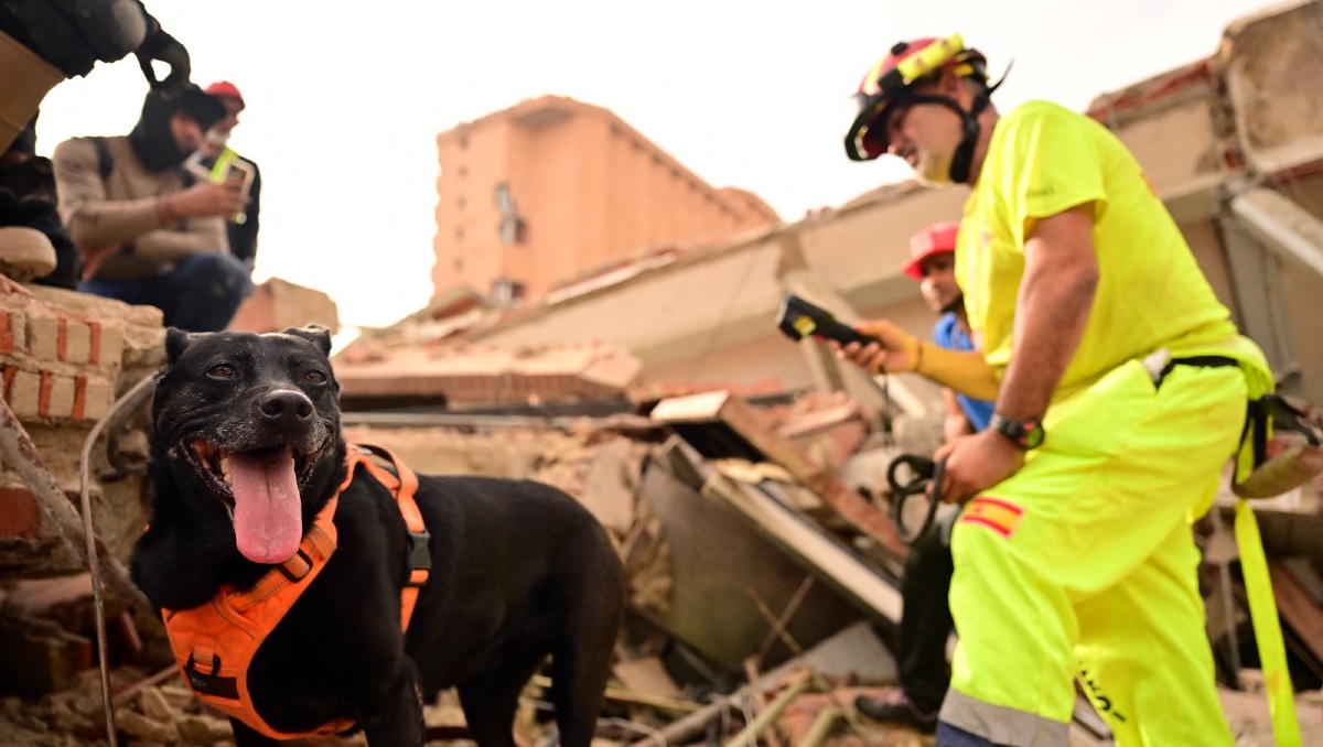 Mica, una perra de rescate española, busca entre los escombros junto a los equipos de rescate en un edificio colapsado en Catia La Mar. | AP