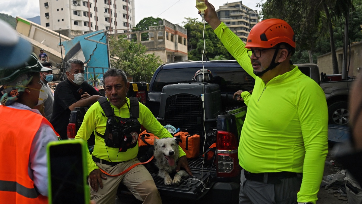 Perro de rescate Tsunami recibe hidratación tras largas horas de trabajo en Caraballeda, estado de La Guaira, Venezuela. | AFP