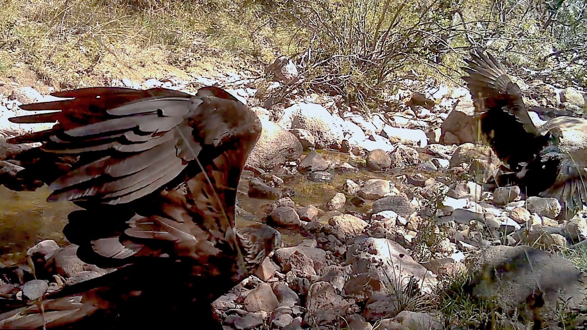 El águila tirana está catalogada por la Semarnat como una especie en peligro de extinción. | Conanp
