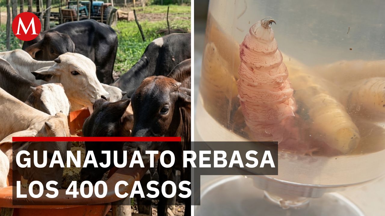 Al descubierto la crisis en Guanajuato: 409 casos de gusano barrenador en 28 municipios