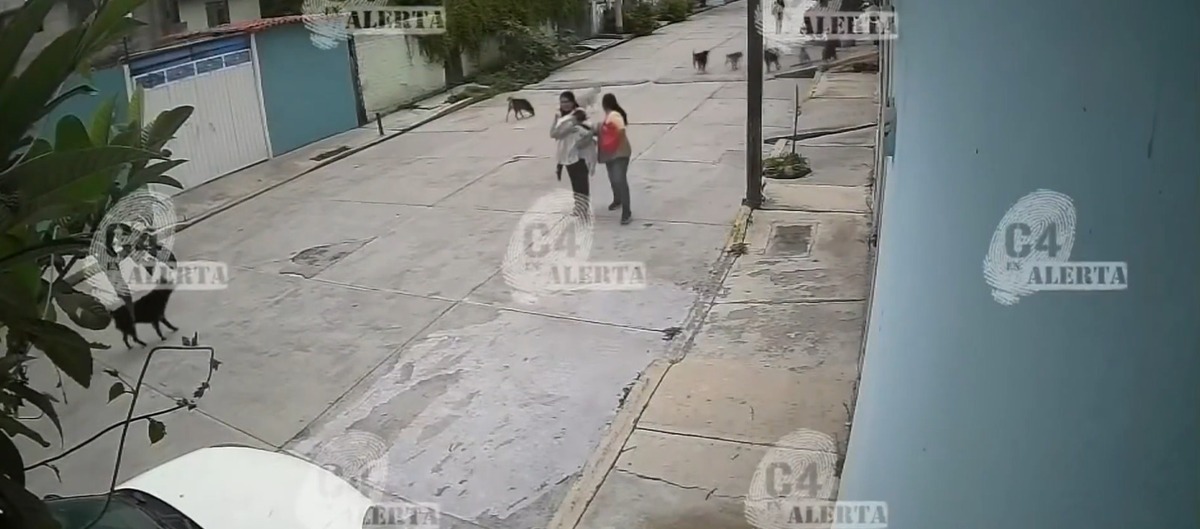 Una jauría de perros es un grupo de caninos que adoptan comportamientos de caza y protección de territorio. | Foto: @telediario