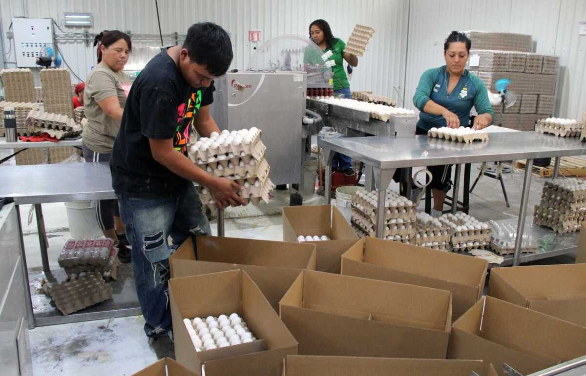 El kilo de huevo llegó a venderse hasta en 13 pesos, provocando más de ocho meses de pérdidas para los productores de la región.