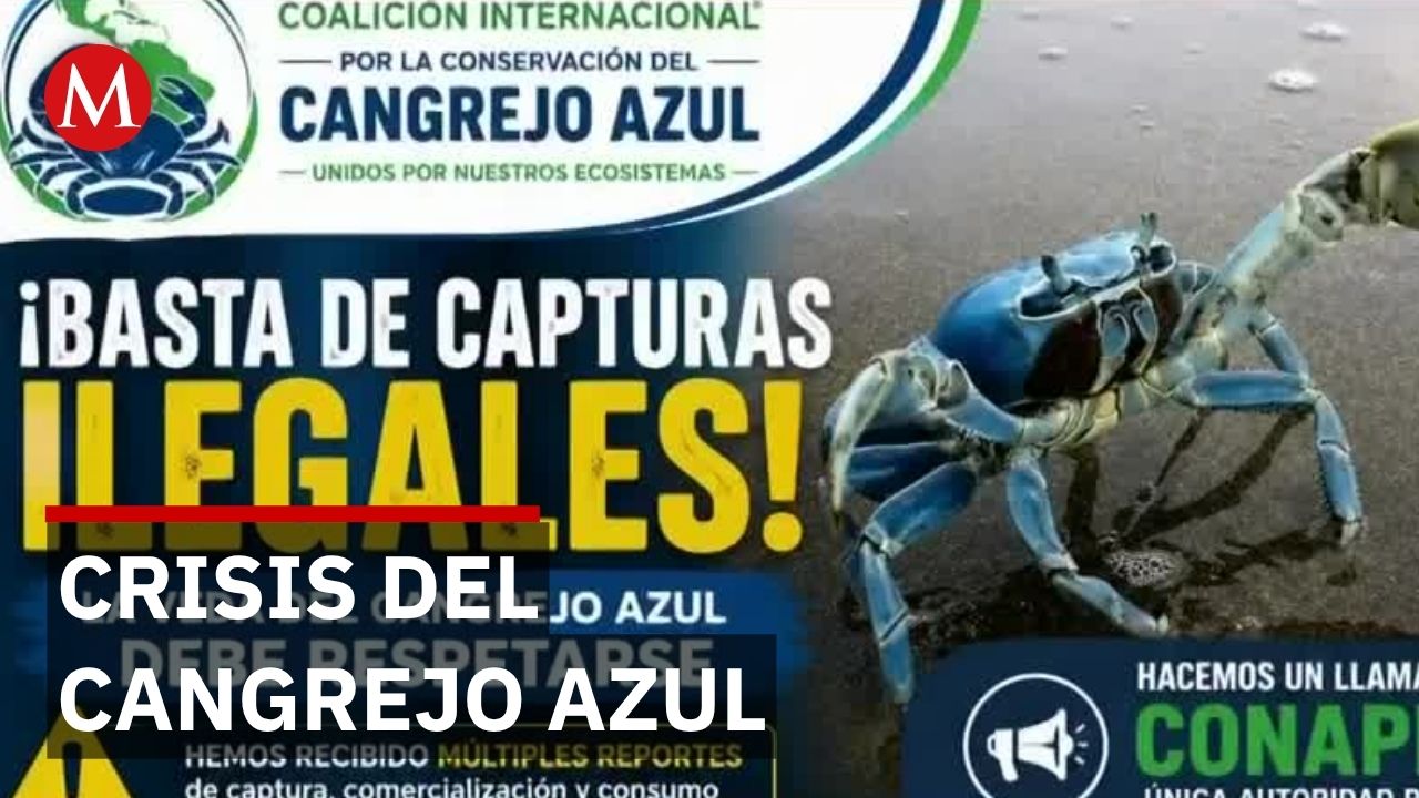 Veracruz instala señales para proteger cangrejos azules mientras miles mueren atropellados