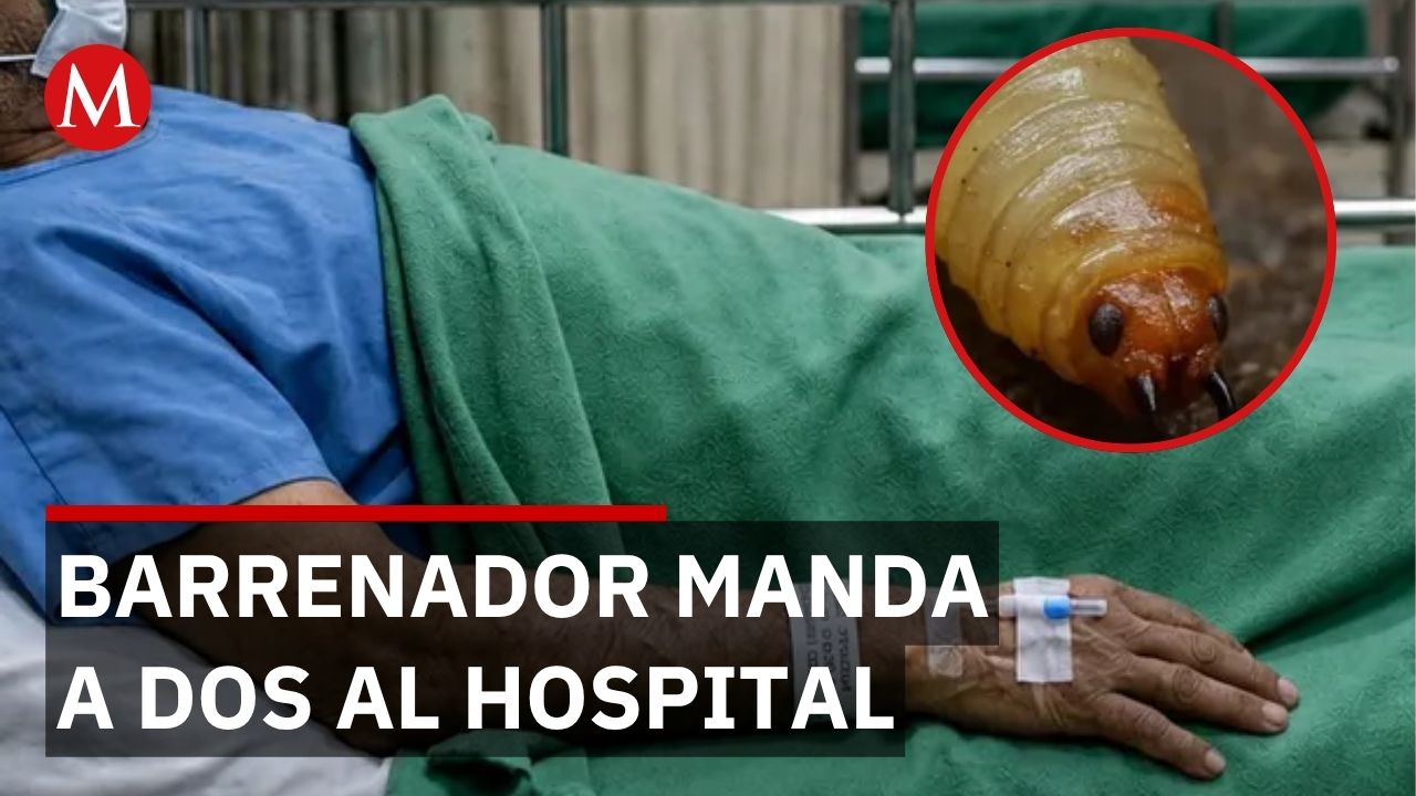 Gusano barrenador afecta dos pacientes en Tamaulipas; autoridades mantienen situación controlada