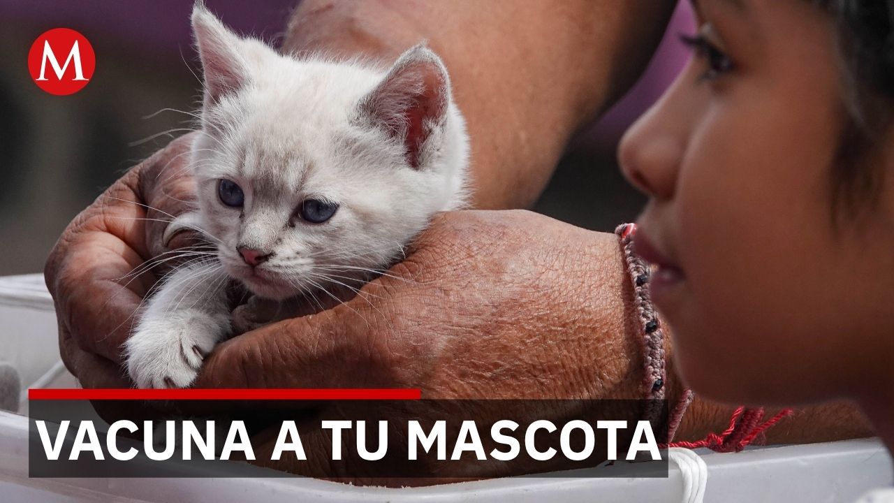 Piden llevar perros y gatos al veterinario con frecuencia