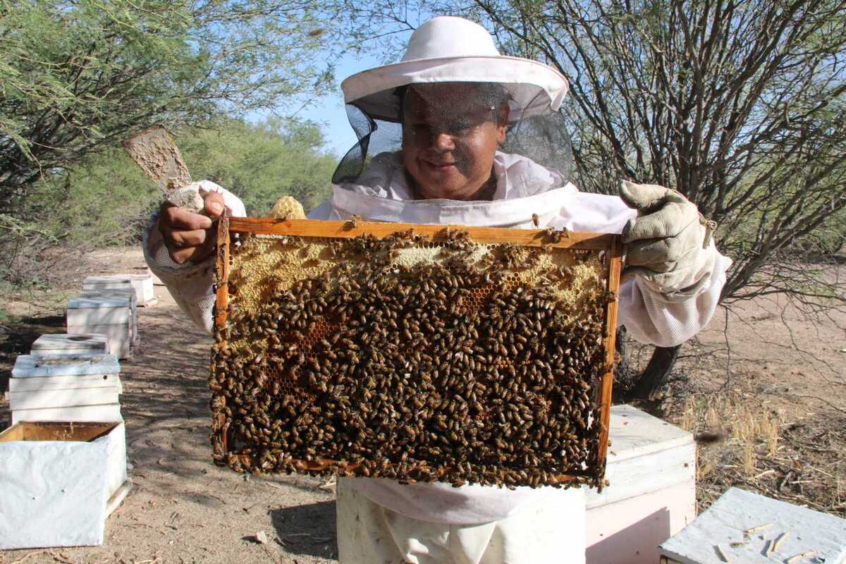 Productores reportan la pérdida de hasta 50 por ciento de las colmenas y una caída drástica en la producción de miel.| Roberto Amaya.