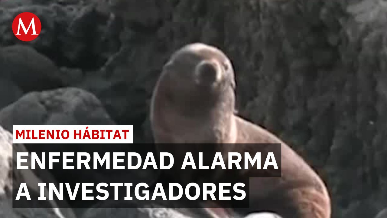 Alopecia afecta a 300 lobos finos; investigadores buscan causas ambientales | Milenio Hábitat