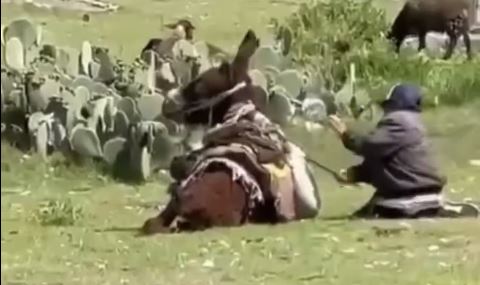 Captan maltrato a burrito en Hidalgo. (Cortesía)