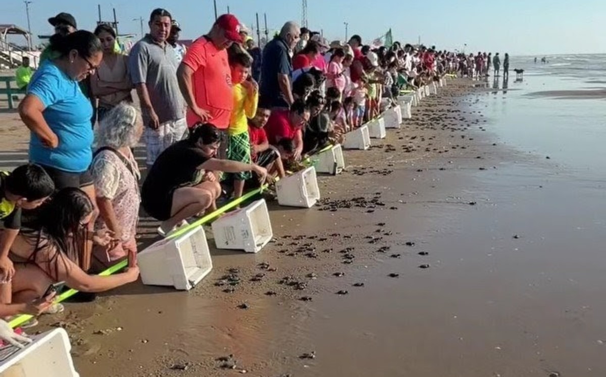 Cuatro mil novecientas tortugas fueron liberadas en Matamoros.|