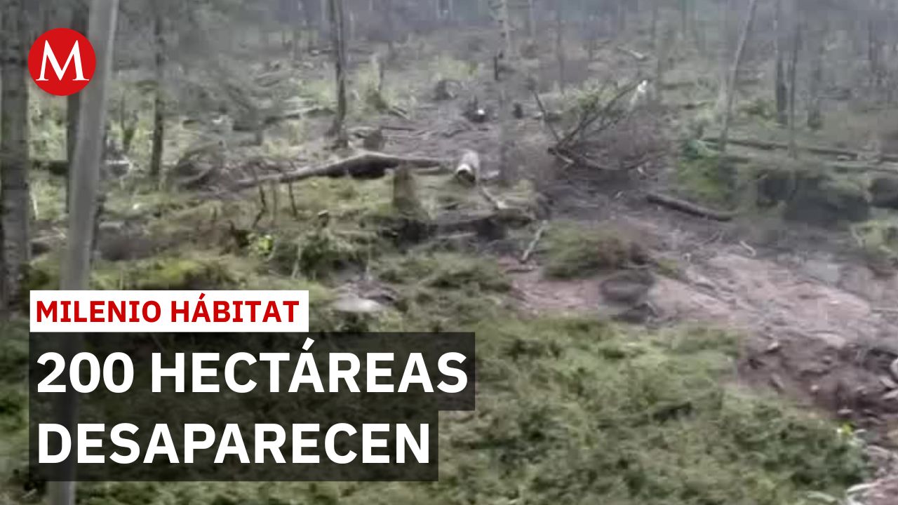 Huixquilucan pierde 200 hectáreas de bosque en 3 años pese a protección | Milenio Hábitat