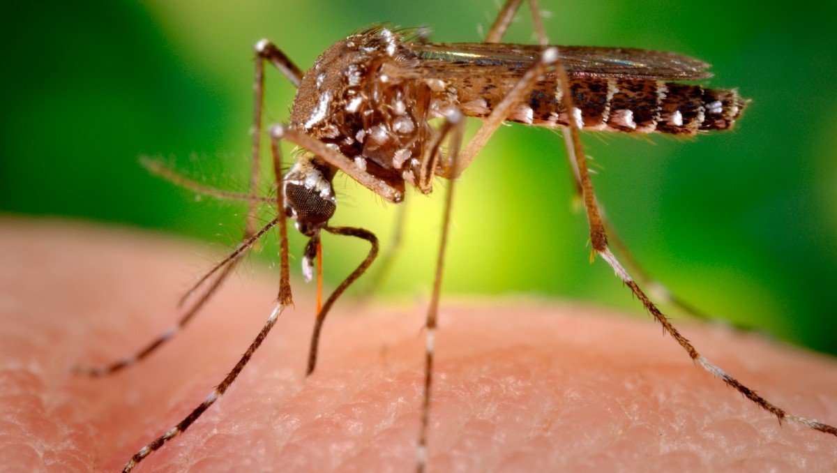 Lluvias provocan propagación del dengue. | Foto: EFE