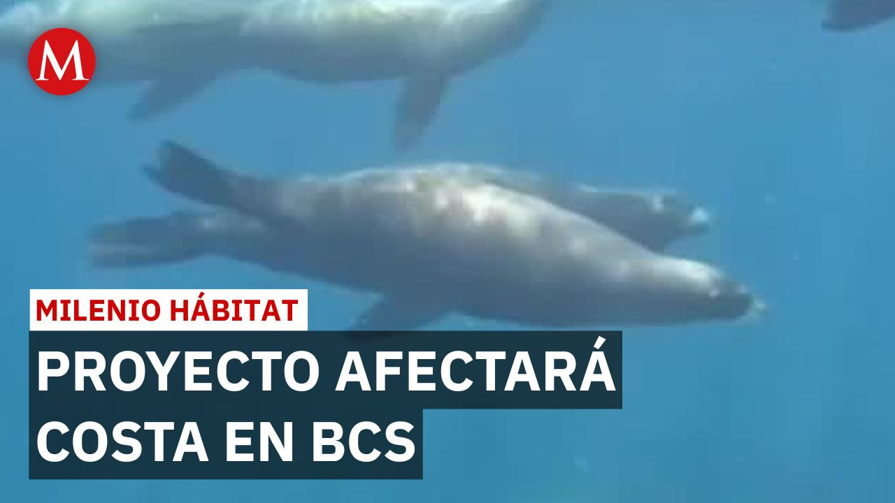 Megaproyecto en Baja California Sur amenaza costa con 39% de mamíferos | Milenio Hábitat
