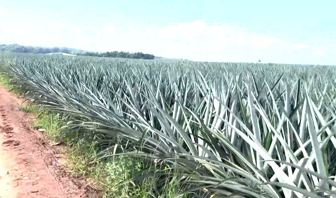 La niña trabajaba en un sembradío de piña. | Foto: Especial
