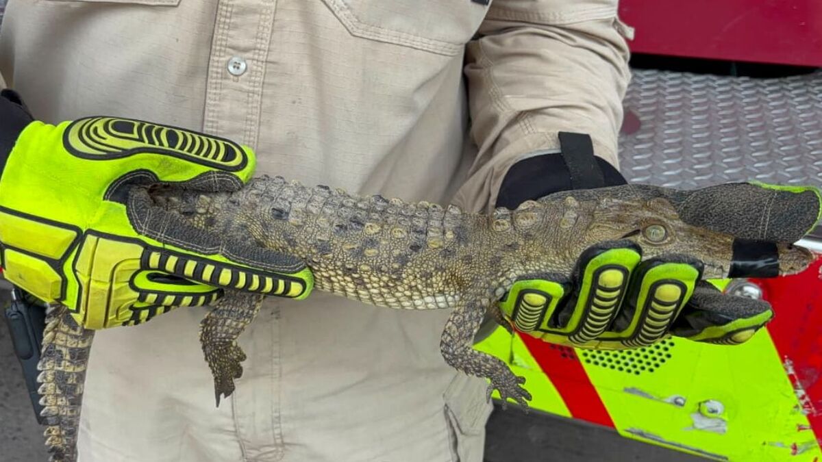 Capturan a cocodrilo en calles de Tonalá, Jalisco (Cortesía Bomberos de Tonalá)