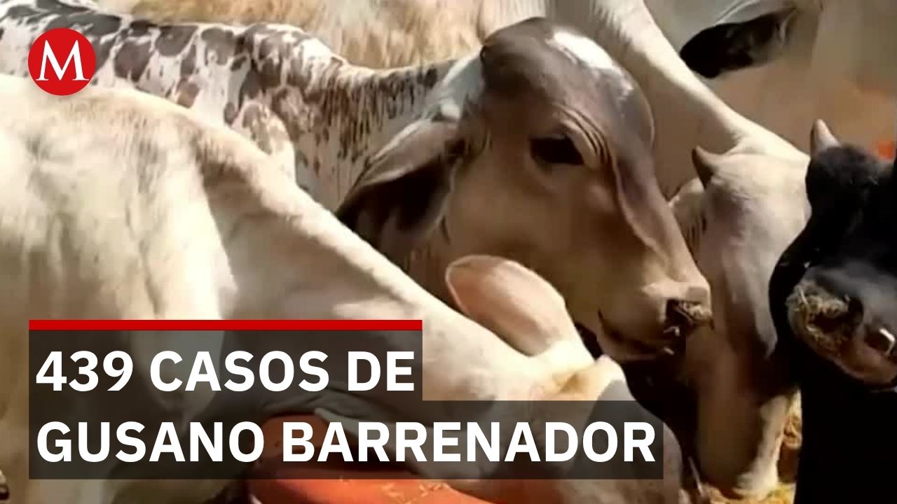 Guanajuato reporta 439 casos de gusano barrenador; autoridades aseguran control de la plaga