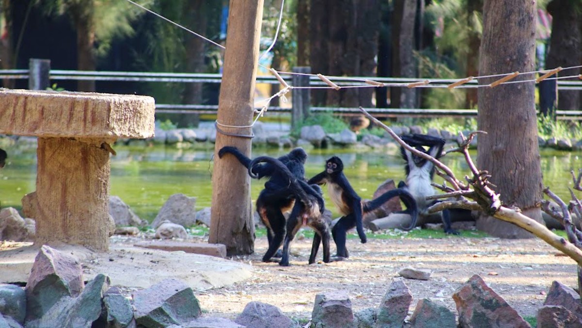 Monos araña del Zoológico de León | Daniela Béjar