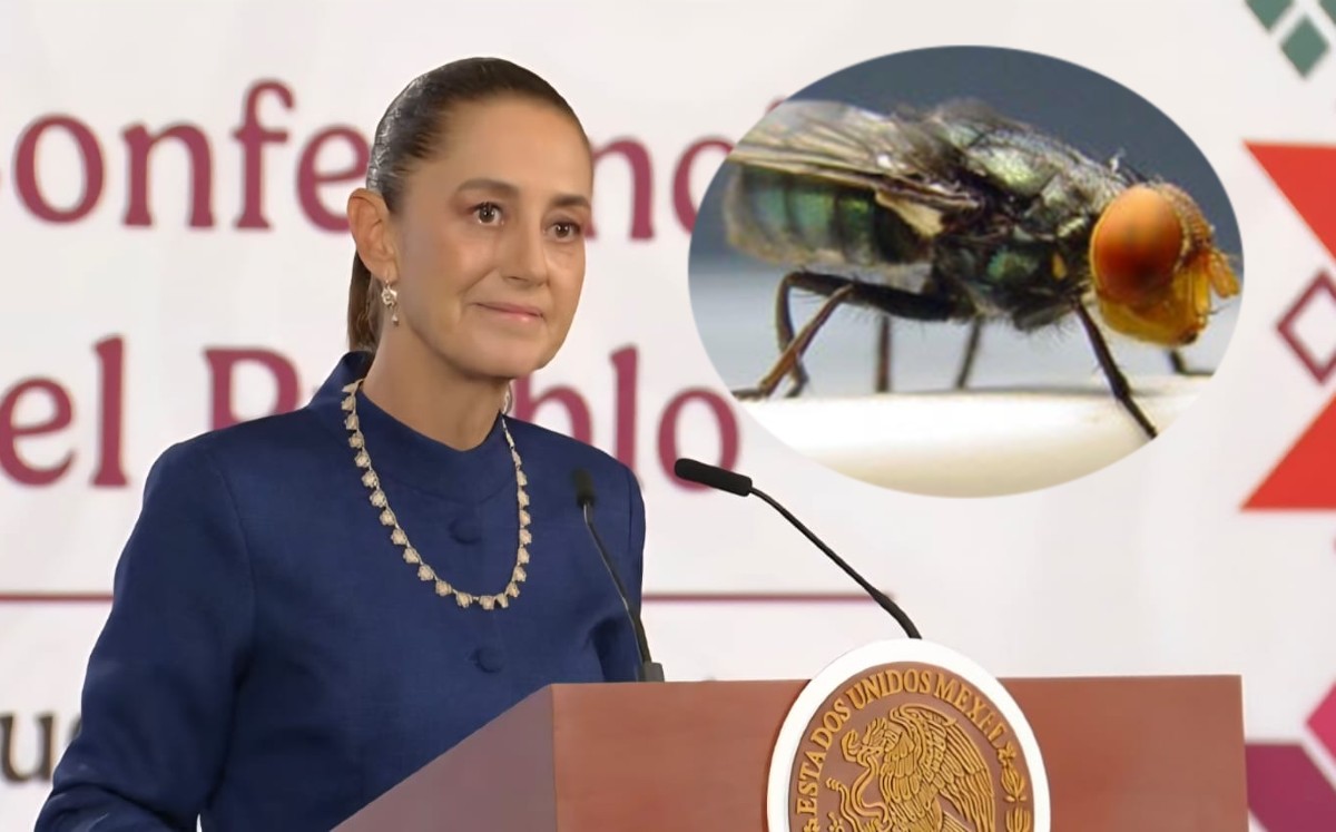 Moscas estériles para combatir plaga de gusano barrenador. | Yt; Claudia Sheinbaum