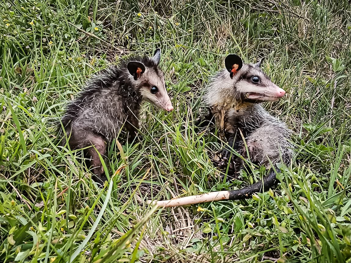 El número de animales devueltos a la vida silvestre asciende a 76.