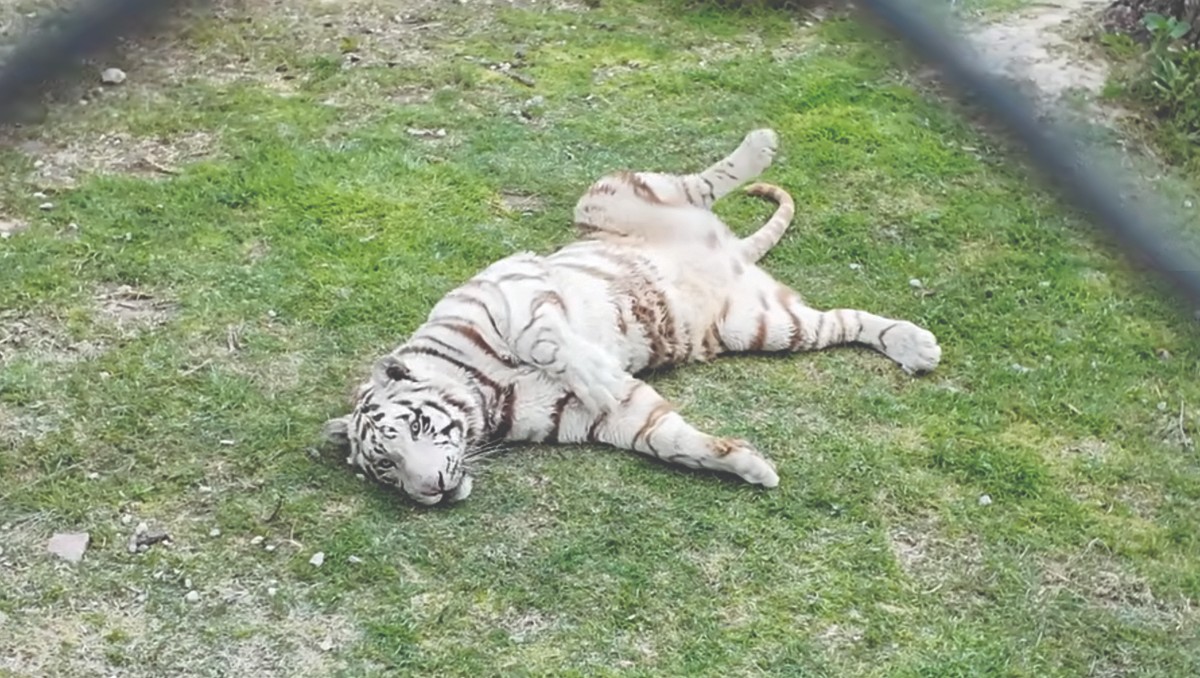 Animal Experience México resguardó a Kenzo durante cerca de tres años | Foto: Animal Experience México