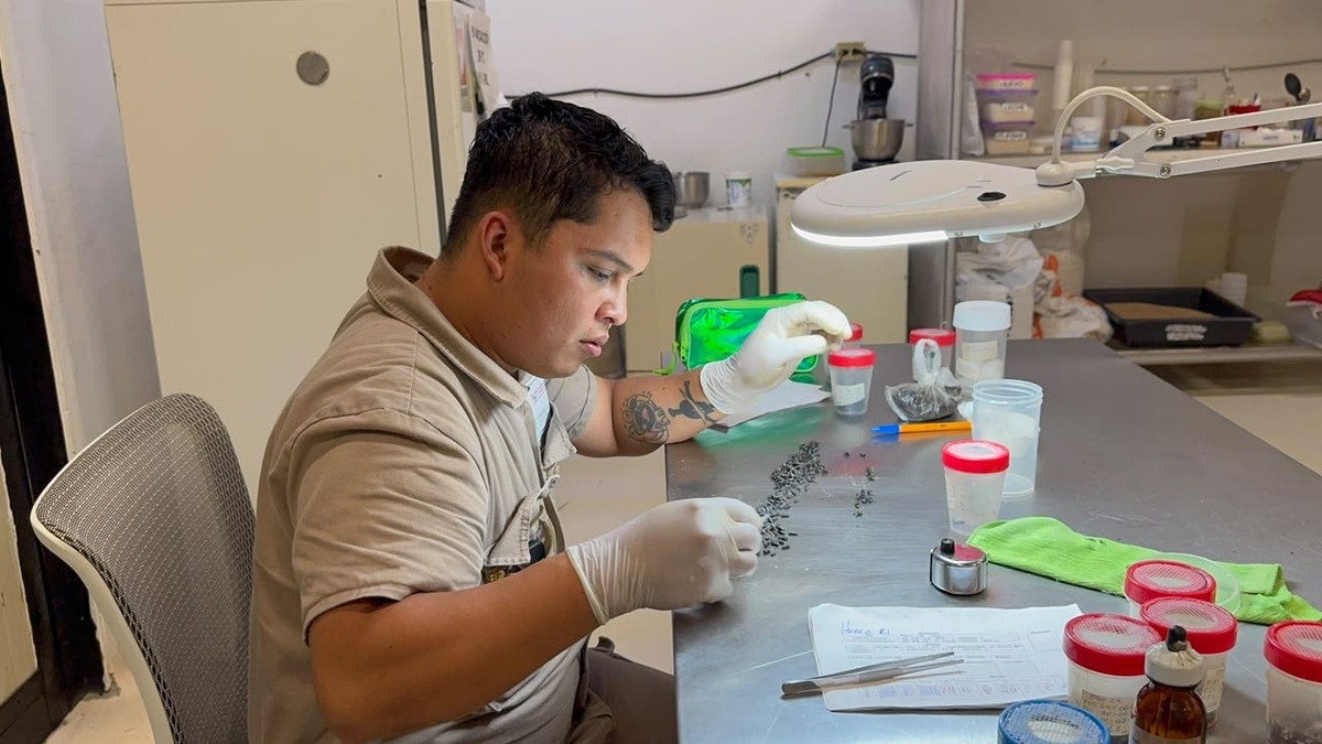 Científicos desarrollan cepa Mexicana del gusano barrenador. | Especial