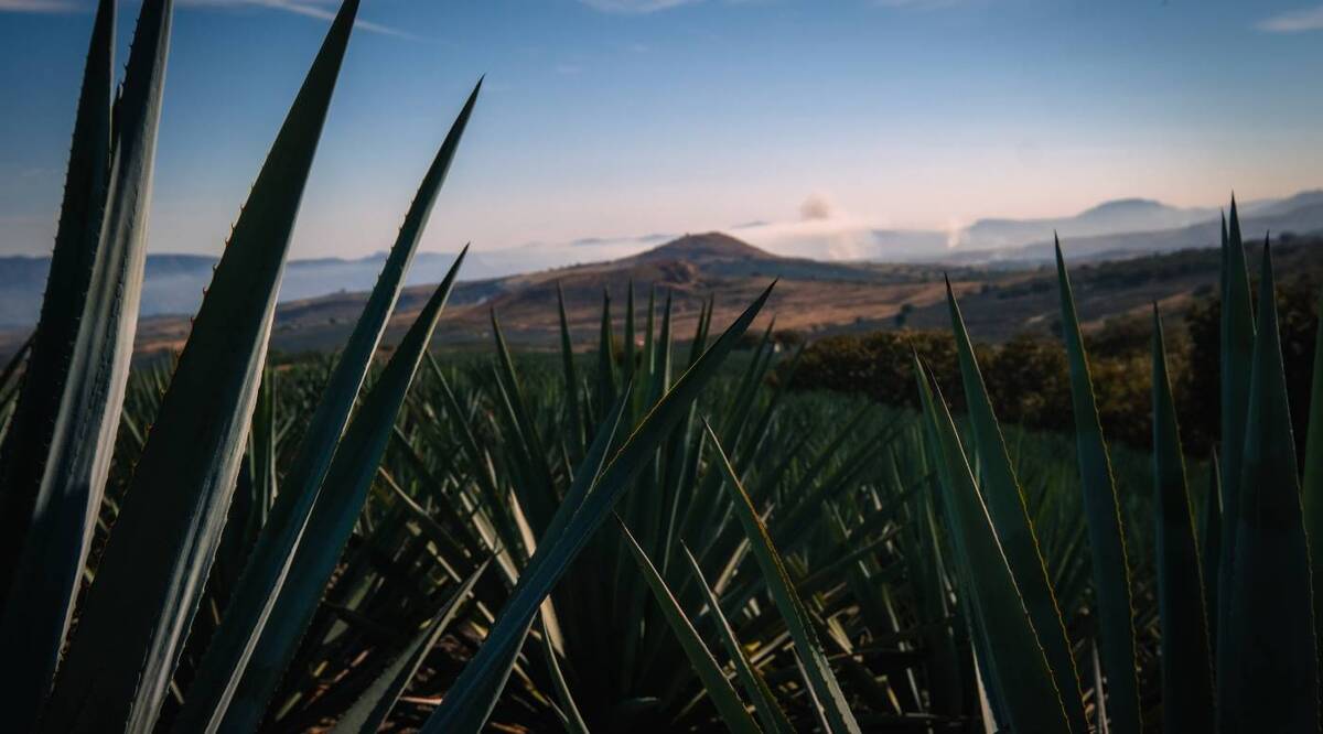 El Paisaje Agavero comprende más de 34 mil hectáreas protegidas por la Unesco en cinco municipios de Jalisco. | Foto: Especial