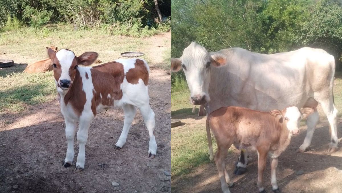Durante ese periodo han desaparecido 46 vacas de raza Charolais. | Especial