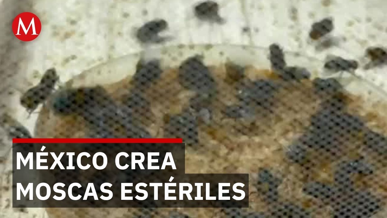 Perros y ganado afectados por gusano barrenador; México avanza en producción de moscas estériles