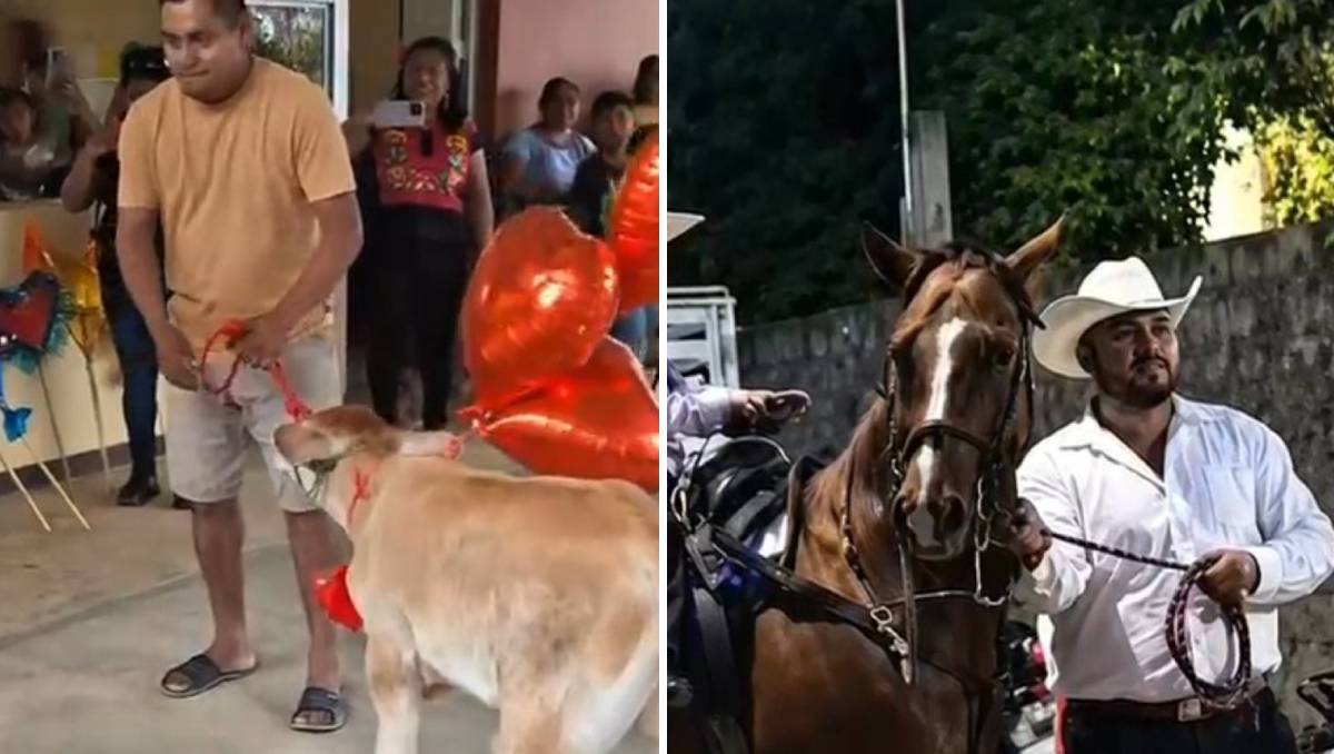 Regalan borregos y caballos en graduaciones de Oaxaca y se vuelven virales. | Foto: Especial