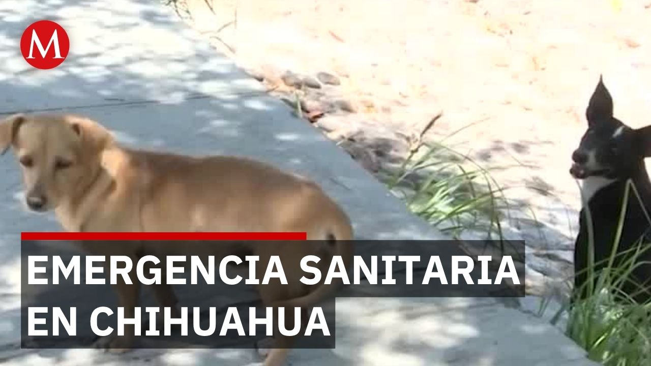 Riquetziosis en Chihuahua: duplican muertes y autoridades intensifican medidas preventivas
