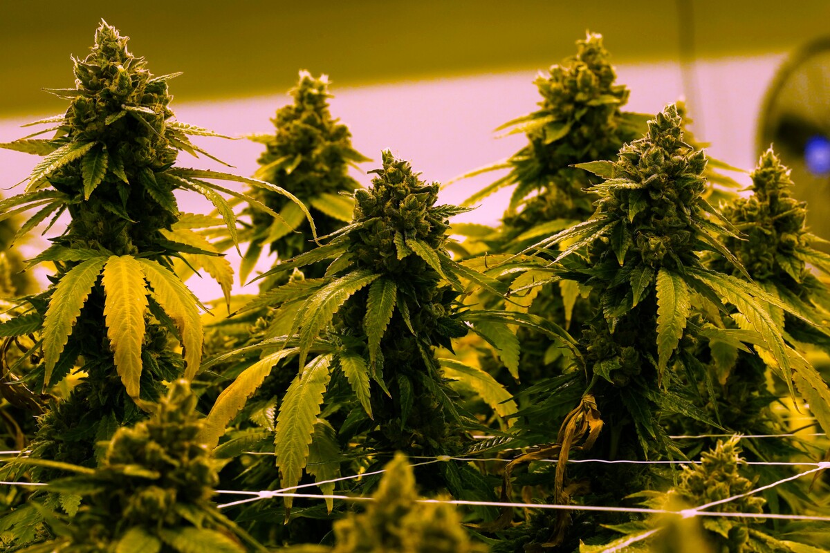 5.5 toneladas de marihuana fueron incautadas por Senad |Foto: AP