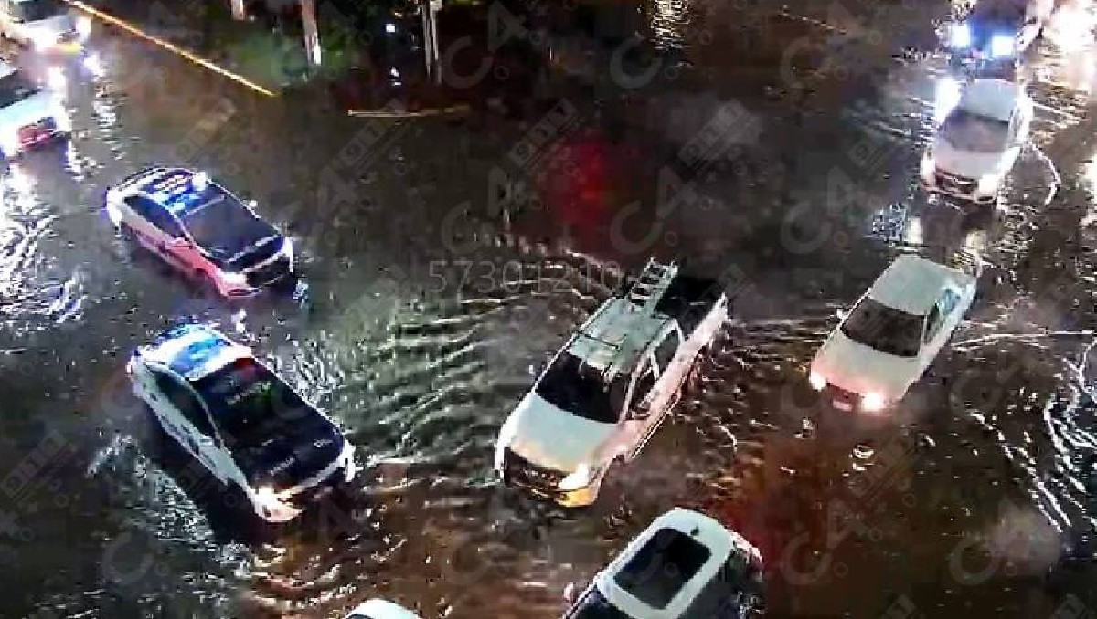 León: lluvias y fuertes vientos derriban 22 árboles | Cortesía