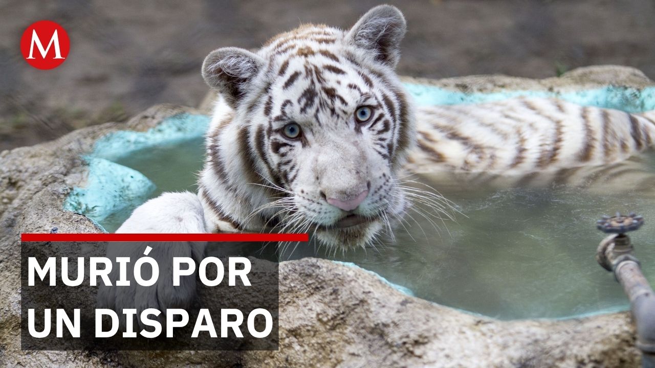 Necropsia revela cómo murió el tigre de Bengala Kenzo
