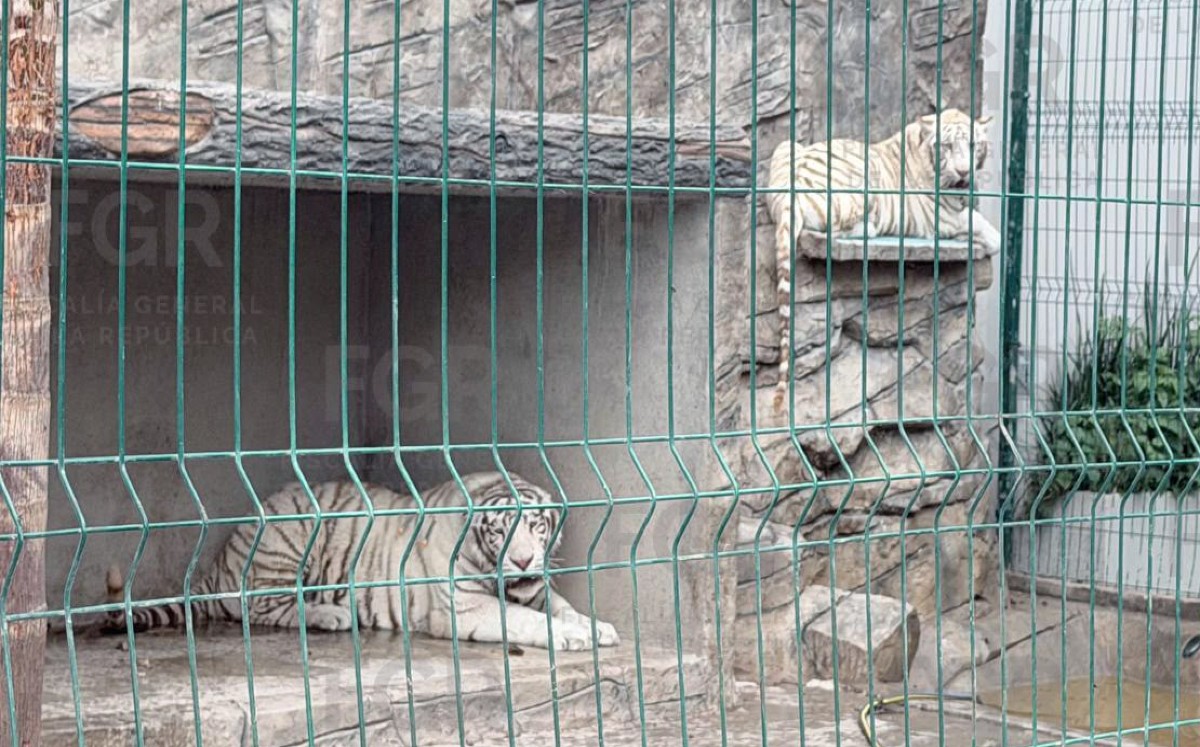 Aseguran dos tigres blancos en cateo en Durango. | Foto: Cortesía de FGR