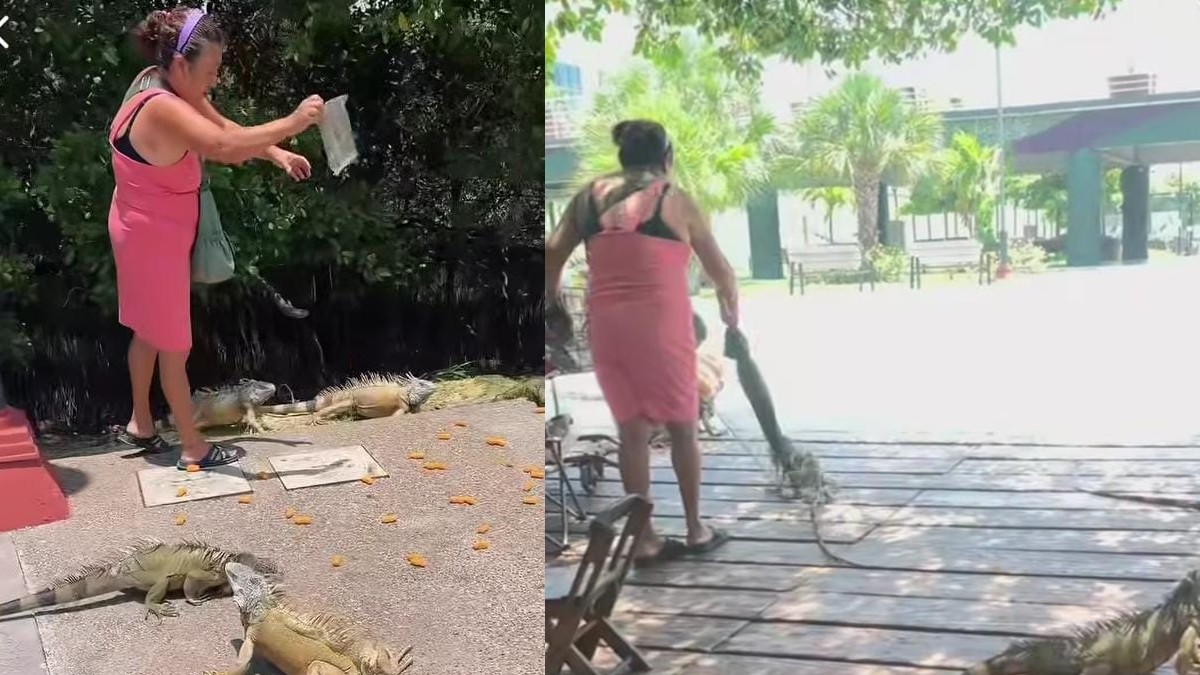 Una mujer denunció en redes sociales la agresión contra una iguana y la alimentación inadecuada de estos reptiles en la Laguna del Carpintero.