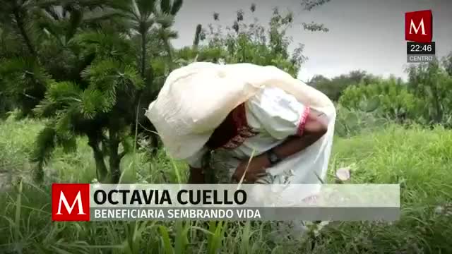De la pobreza al éxito: mujer de 60 años recupera salud y economía en Cardonal, Hidalgo