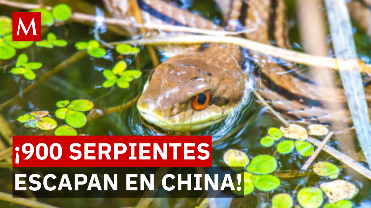 ¡Terror bajo el agua! Escapan cientos de reptiles y animales de zoológico por inundaciones