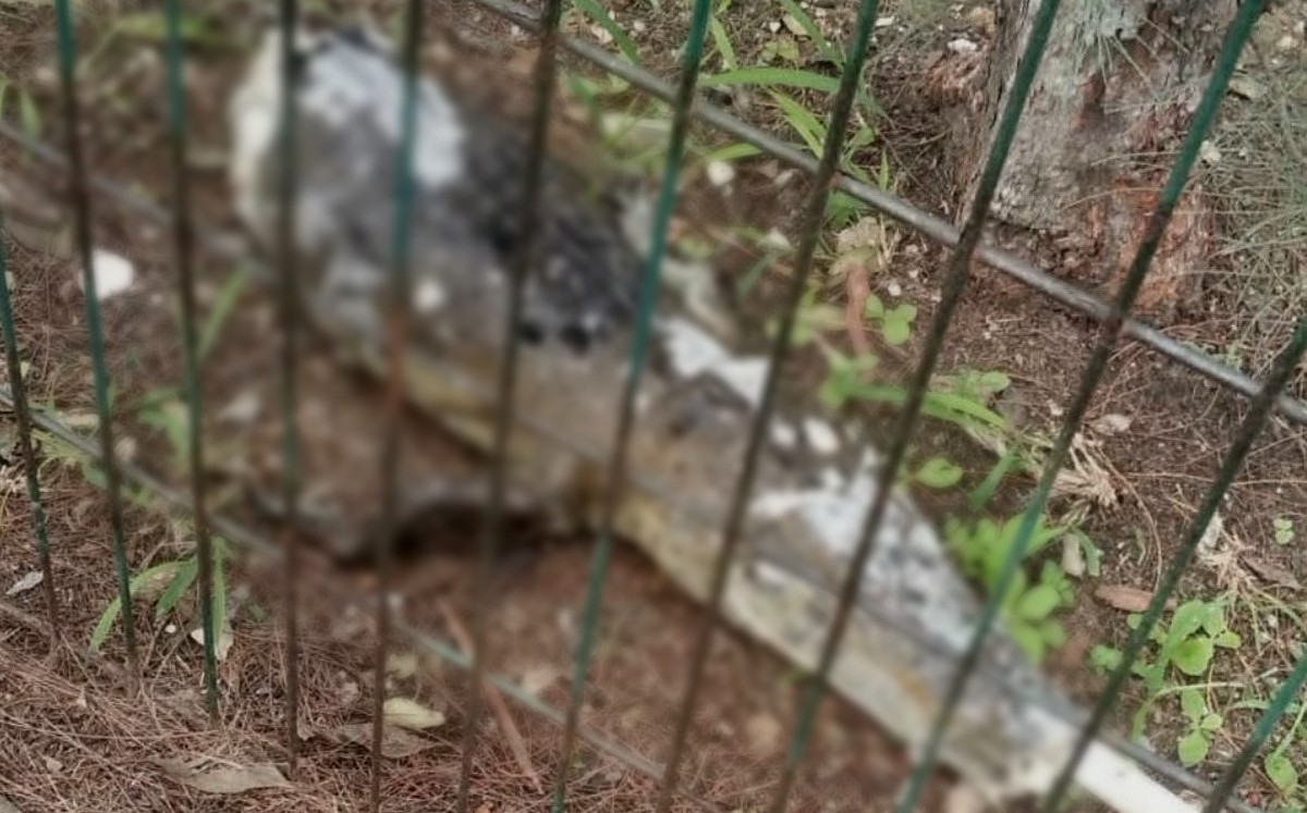 Deportistas encuentran cocodrilo mutilado durante recorrido en la laguna del Carpintero. | Foto: Cortesía