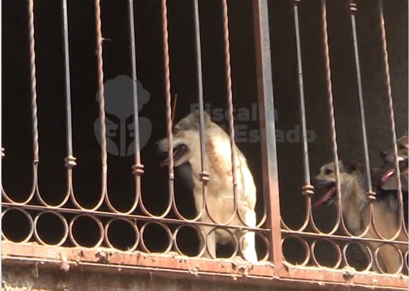 Los animales fueron resguardados. (Cortesía Fiscalía de Jalisco)