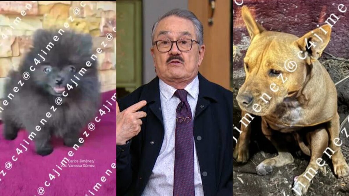 El maltrato animal está tipificado como delito en la Ciudad de México desde 2013. | Foto: Especial