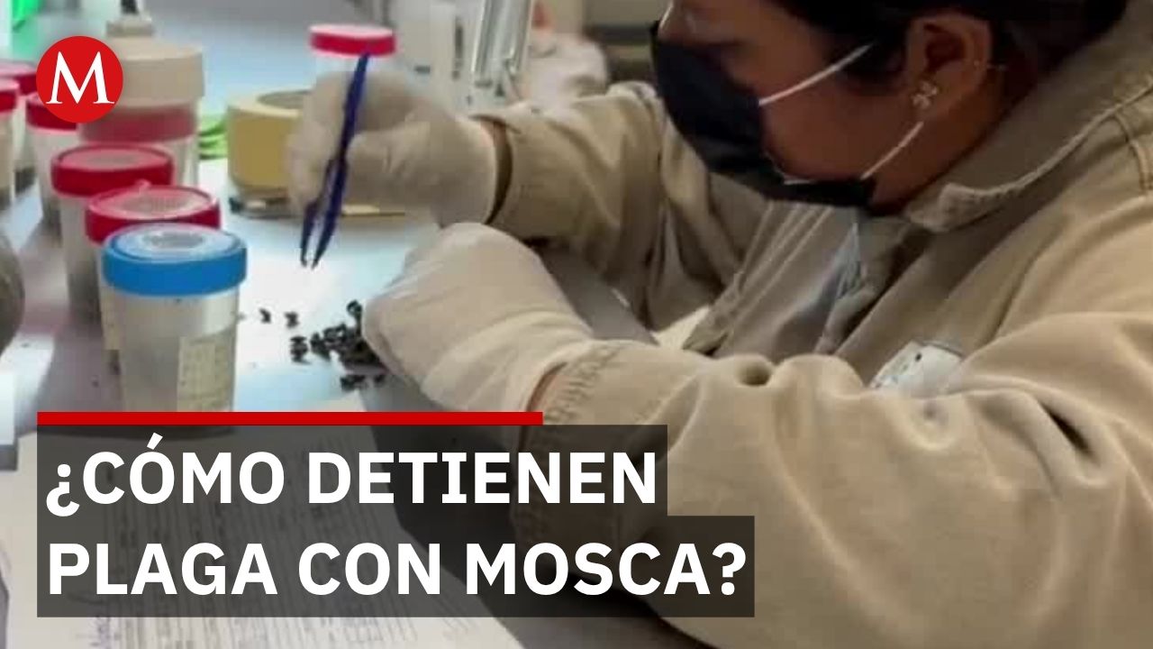 México desarrolla cepa nacional de mosca estéril para combatir gusano barrenador
