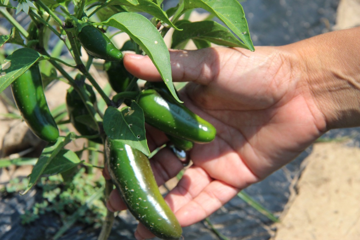 Productores  mantienen rentabilidad gracias a la ventana comercial estratégica pero enfrentan escasez de agua, plagas y altos costos. | Roberto Amaya.