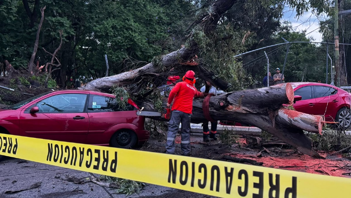 Desde ayer las autoridades atendieron los reportes de árboles caídos tras tormenta en Guadalajara (Usi Toledo)