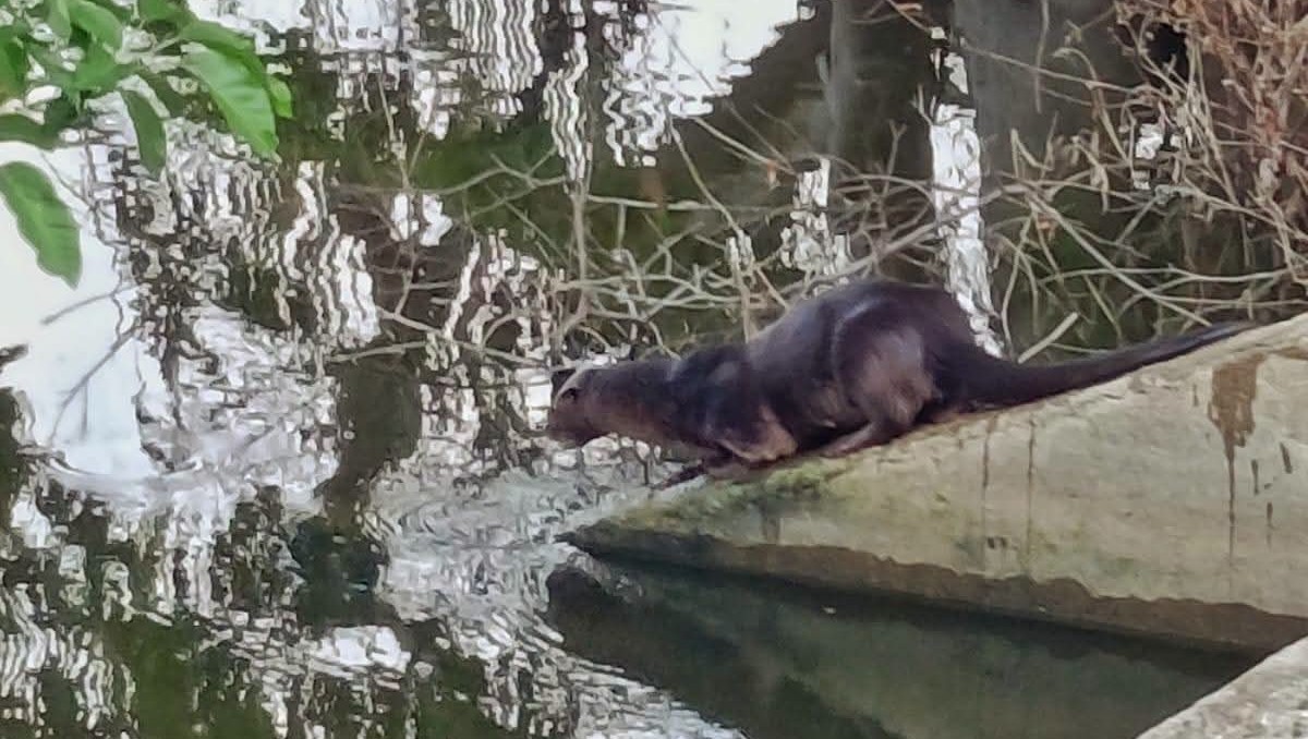 Captan nutria neotropical en Tampico. (Redes: Edna Jazael)