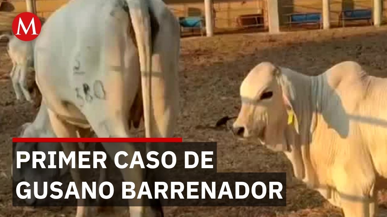 Chihuahua detecta primer caso de gusano barrenador en becerro cerca de Hidalgo del Parral