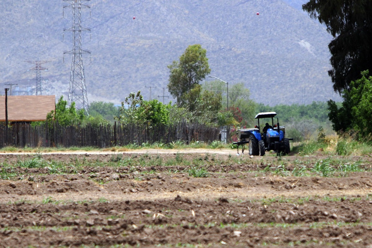 El ciclo agrícola 2026 se lleva sin contratiempos en los cuatro principales cultivos como son maíz, sorgo, algodón y nogal. (Archivo: Rolando Riestra)