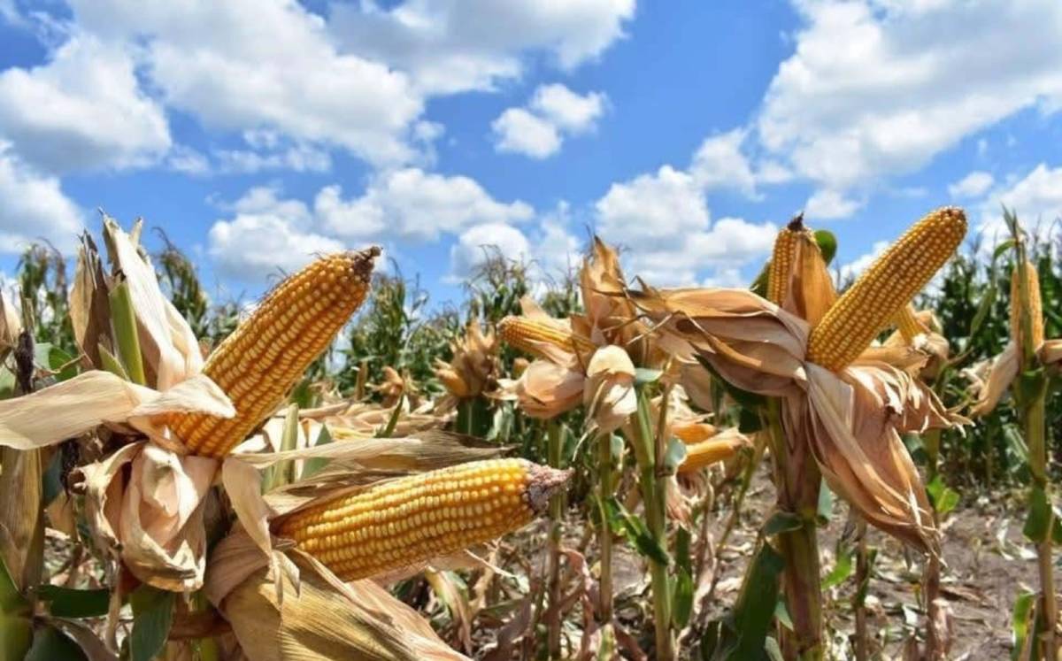 Cultivos de Maíz en Tamaulipas | Unión Agrícola del Norte de Tamaulipas