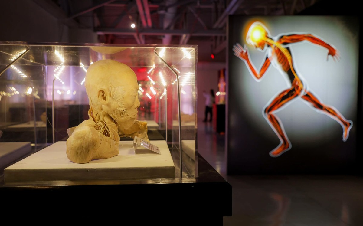 Exposición The Bodies llega a Tampico con exposición inmersiva sobre la anatomía humana. | Redes sociales: Mónica Villarreal