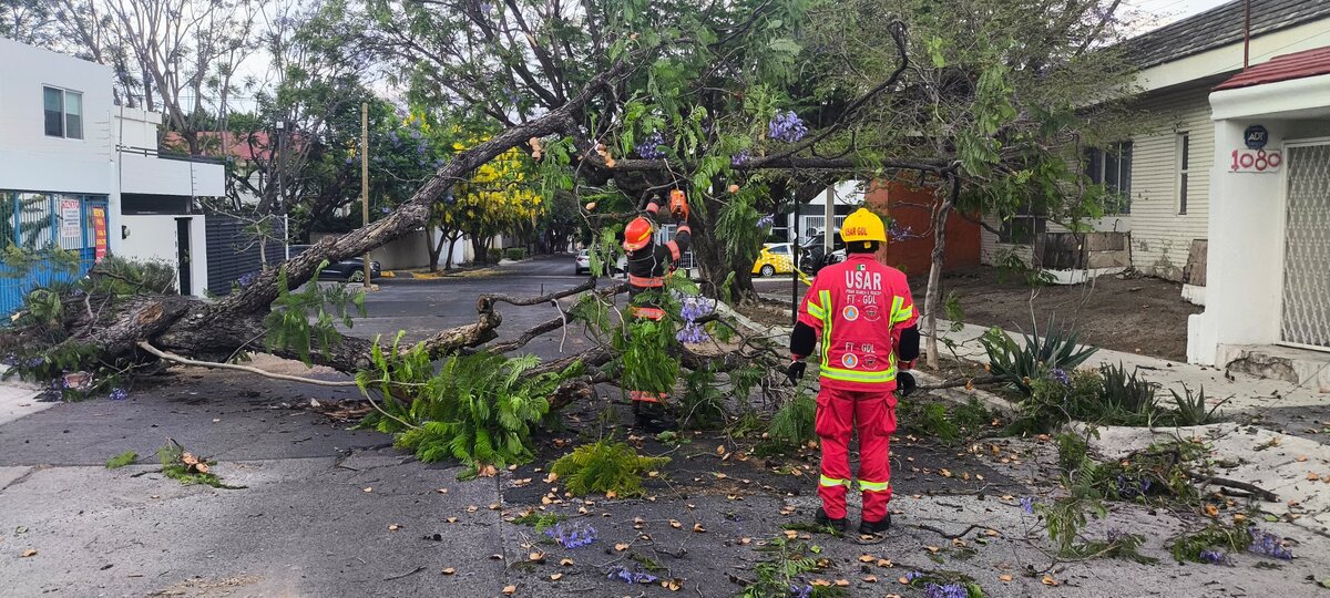 Cada temporal, la Zona Metropolitana de Guadalajara pierde más de mil árboles. (Cortesía PC Jalisco)